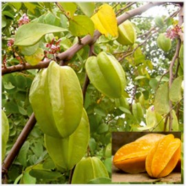 Kamrak, Starfruit Plant