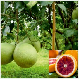Chakotra Citrus (Pomelo) Plant