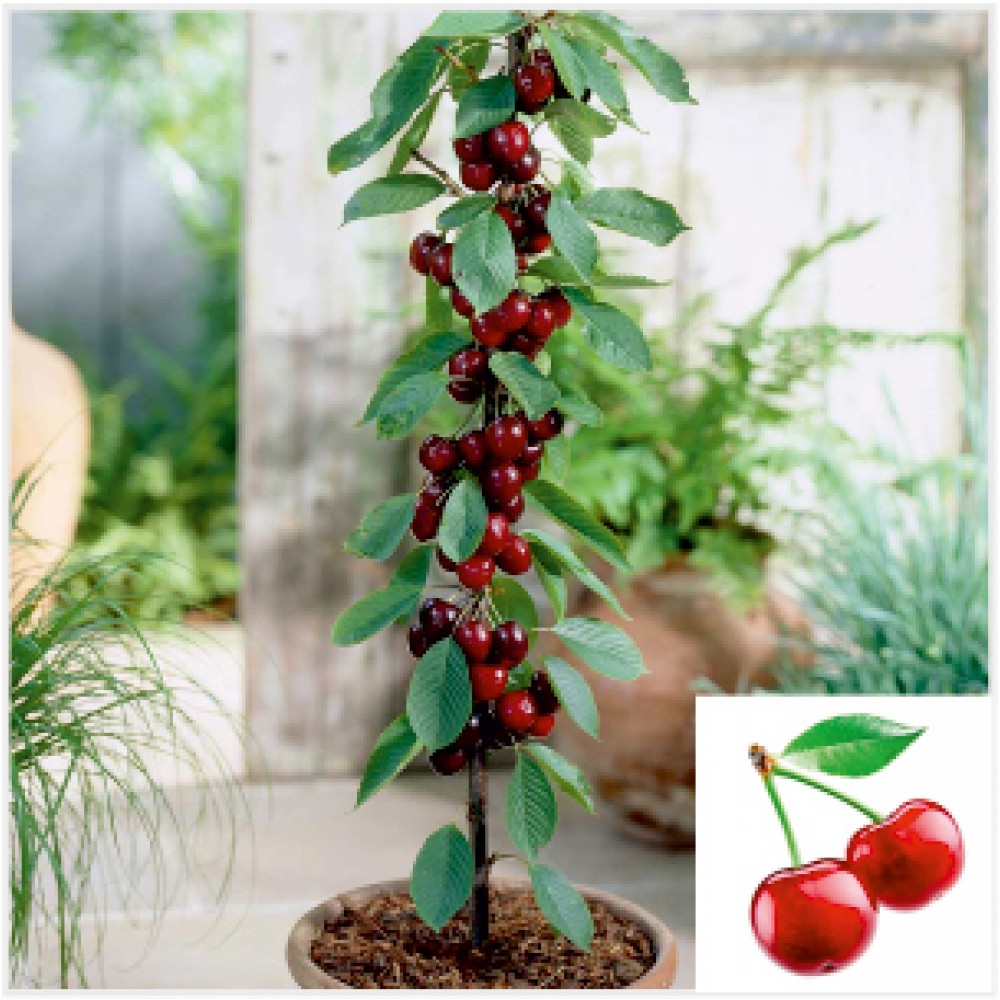 Cherry Plant (Red)