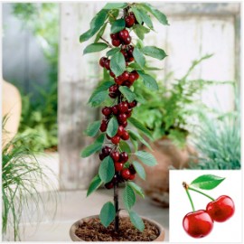 Cherry Plant (Red)