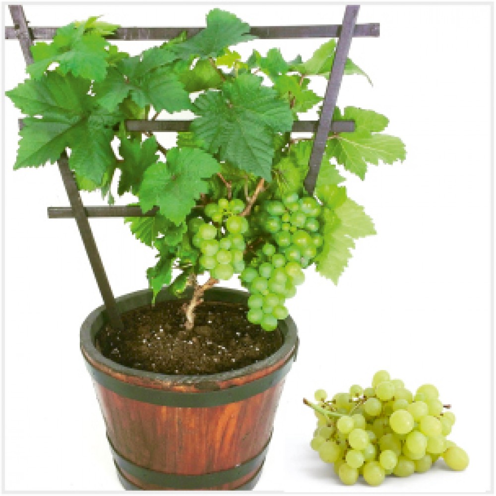Green Grapes Plant