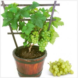 Green Grapes Plant