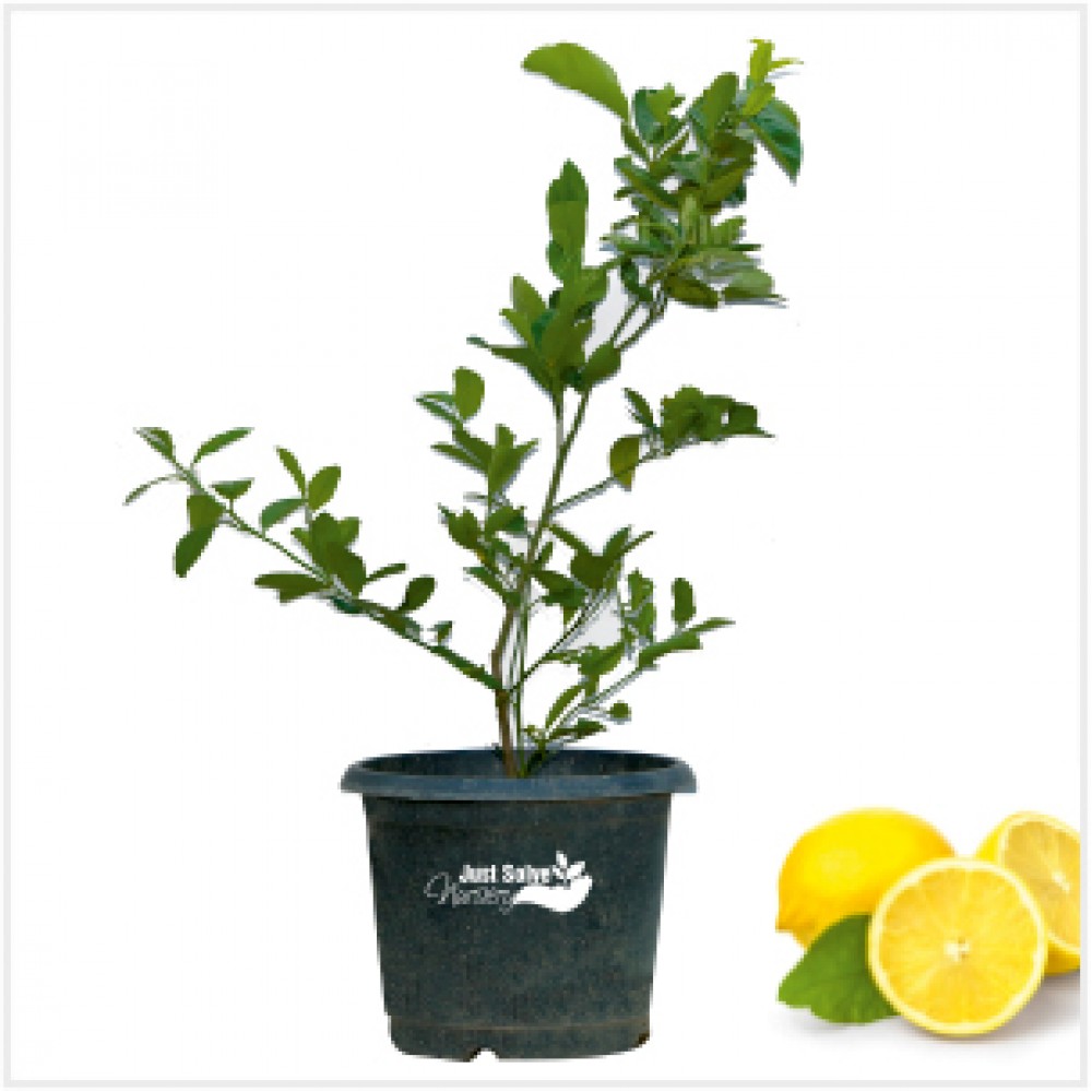 Nimboo, Lemon Plant