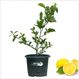 Nimboo, Lemon Plant