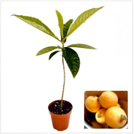 Loquat Plant