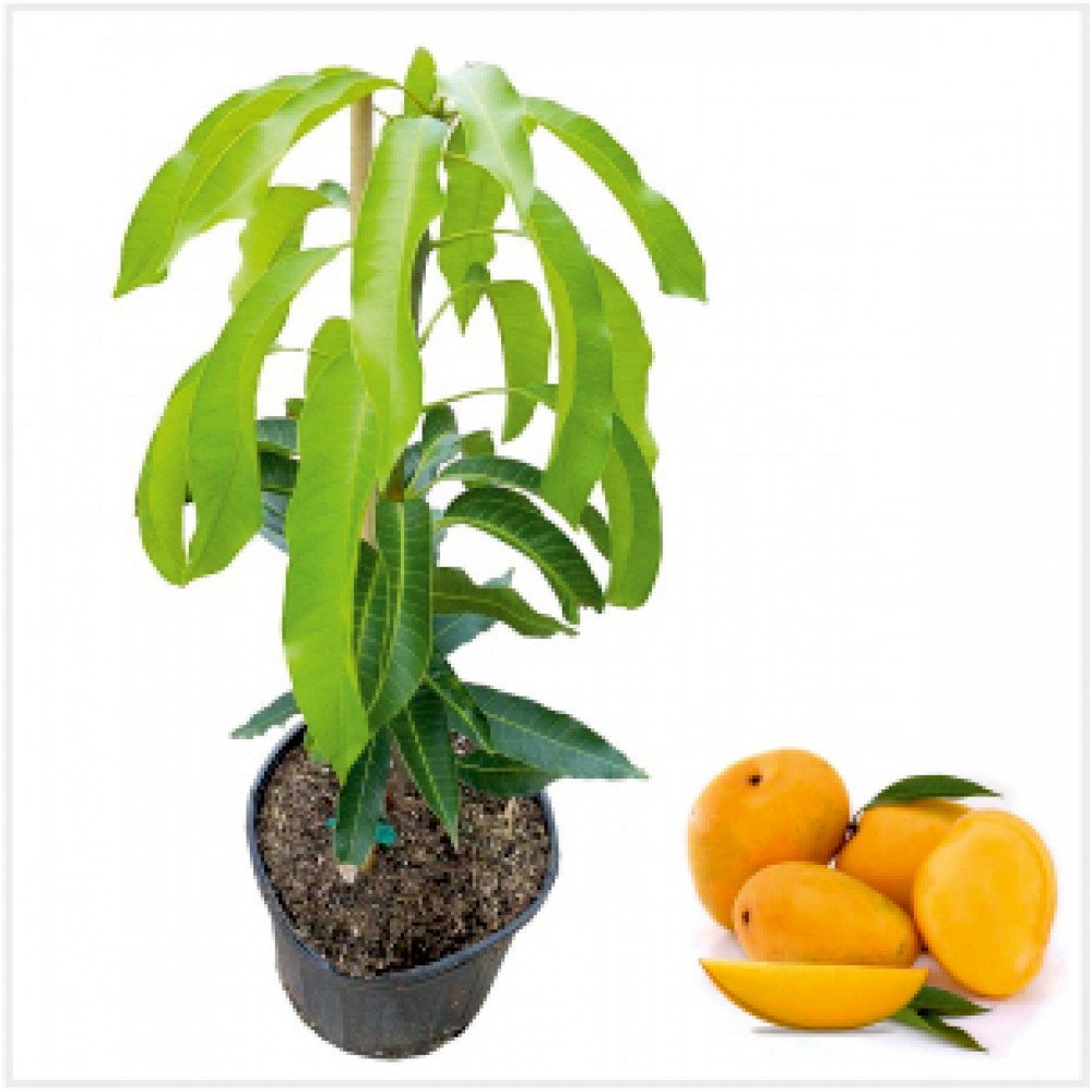 Mango Plant