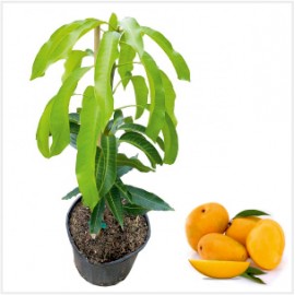 Mango Plant