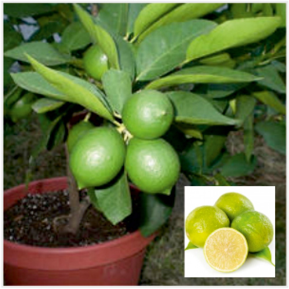 Mosambi Plant