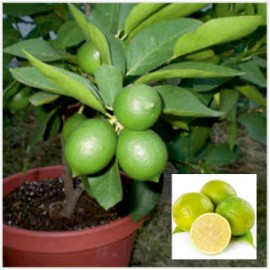 Mosambi Plant
