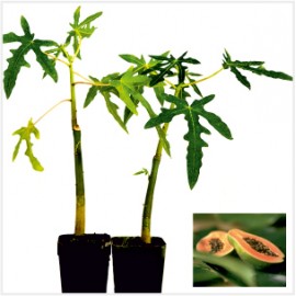 Papaya Plant