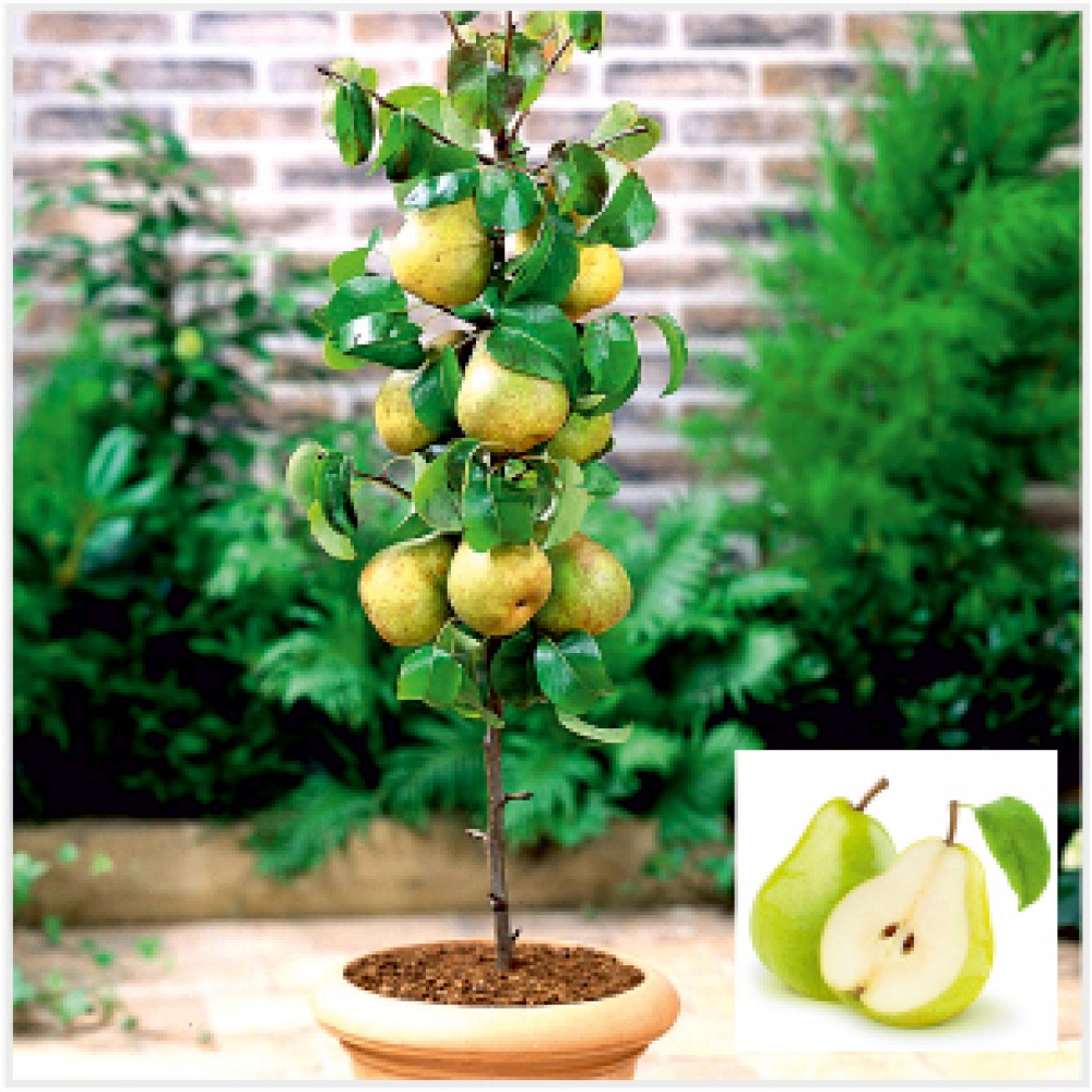 Pear Plant (Babugosha)