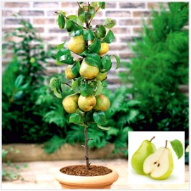Pear Plant (Babugosha)