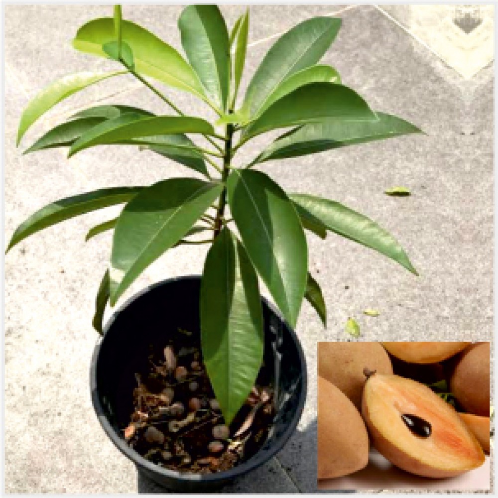 Sapodilla - Chikoo Plant