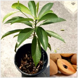 Sapodilla - Chikoo Plant