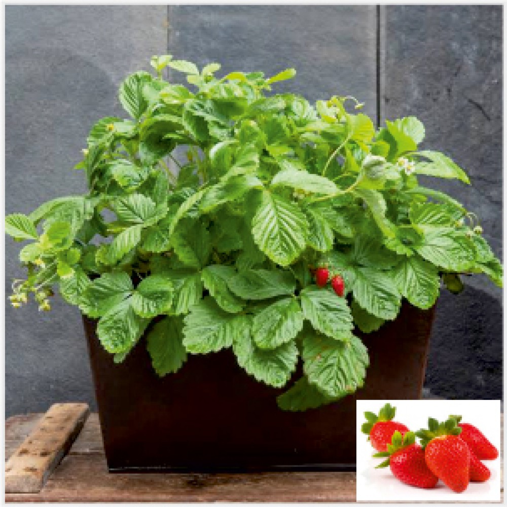 Strawberry Plant