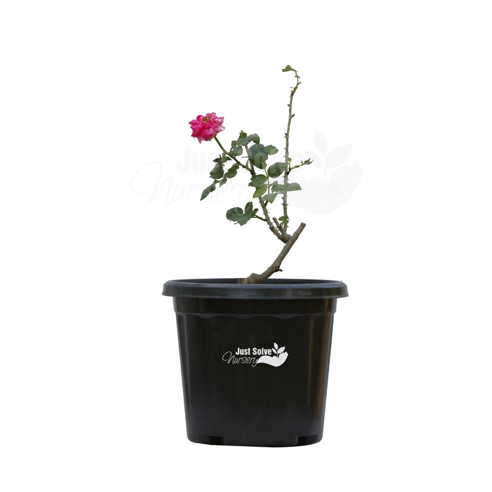 Button Rose (Pink) Plant