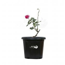 Button Rose (Pink) Plant