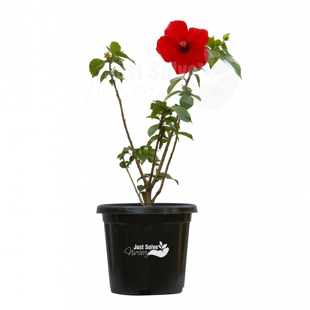 Hibiscus (Red Double) - Plant