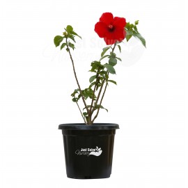 Hibiscus (Red Double) - Plant