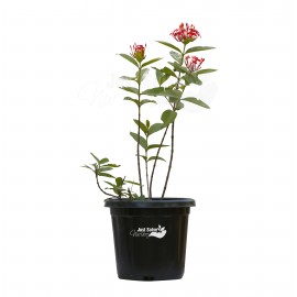 Ixora coccinea Plant  - Red