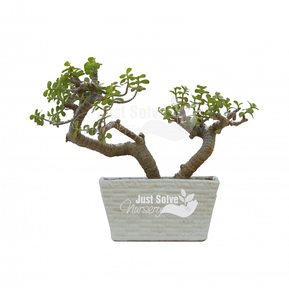Jade plant (Green, Bonsai)