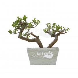 Jade plant (Green, Bonsai)