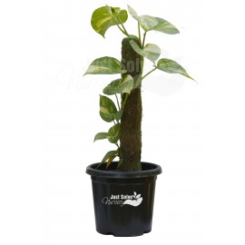 Money Plant Creeper