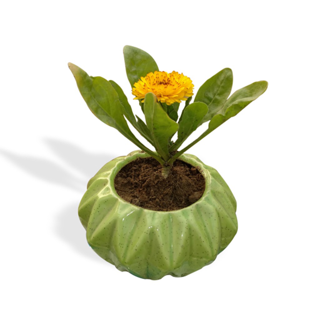 Calendula Plant