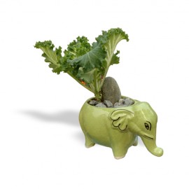 Kale plant