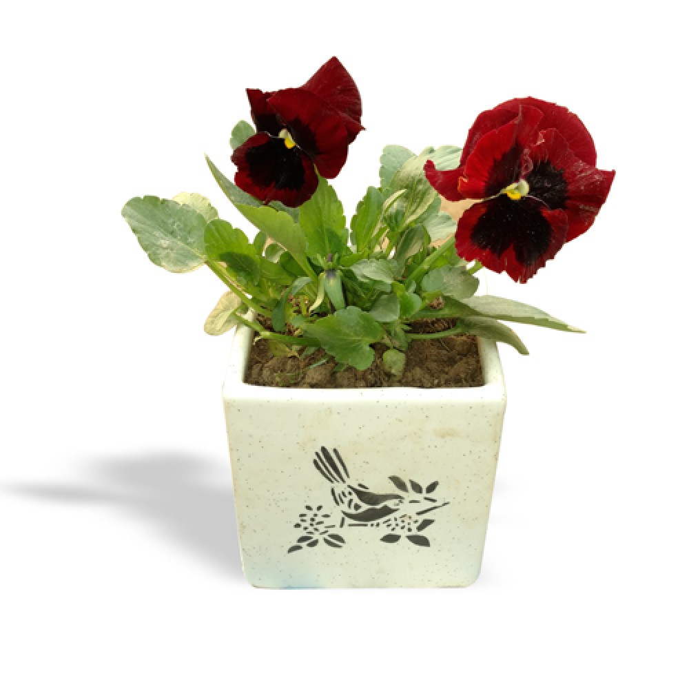 Pansy Plant 2