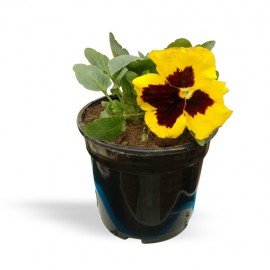 Pansy Plant