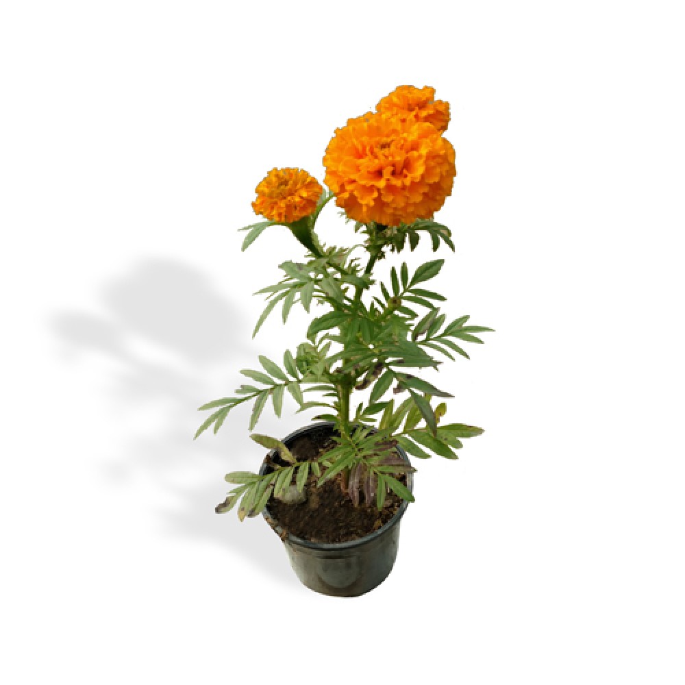 Marigold Plant