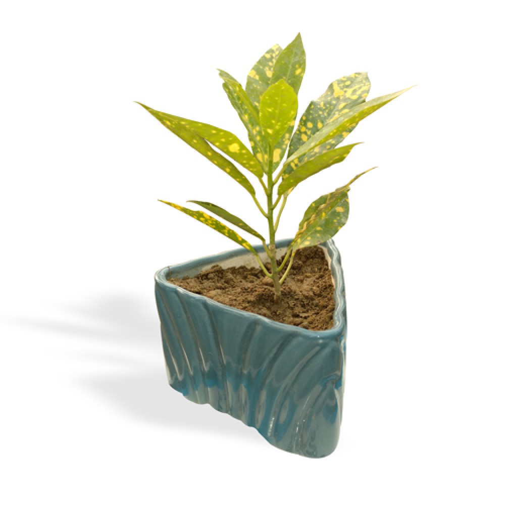 lemon croton