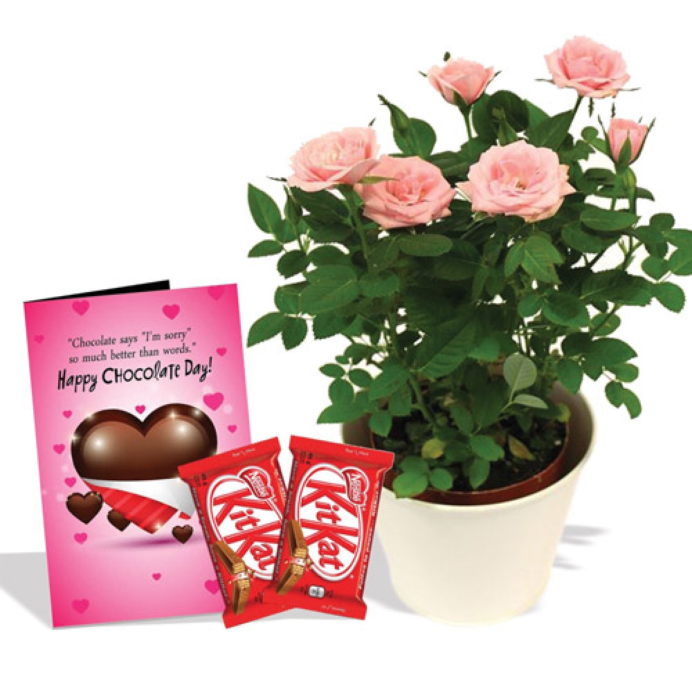 Combo For Chocolate Day 