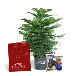 FestiveSp2