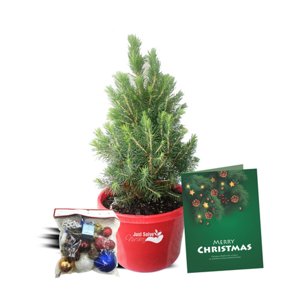 festivesp3
