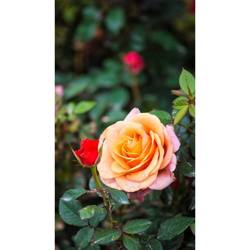 Orange Rose Plant