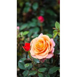 Orange Rose Plant