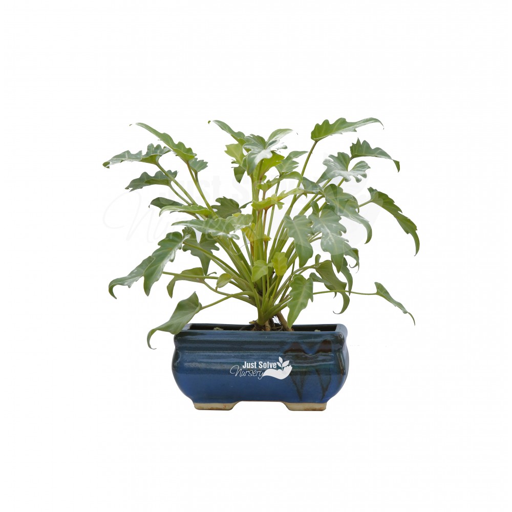 Philodendron Xanadu Golden - Plant