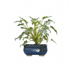 Philodendron Xanadu Golden - Plant