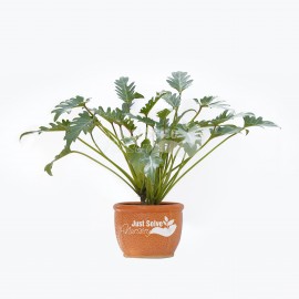 Philodendron Xanadu Green - Plant
