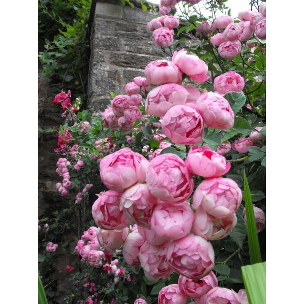 Pink Rose Plant