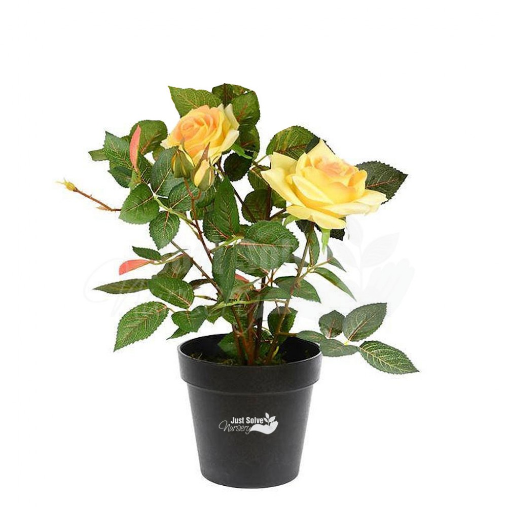Yellow Rose Plant