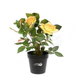 Yellow Rose Plant