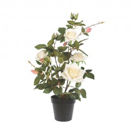White Rose Plant