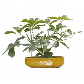 Schefflera Plant