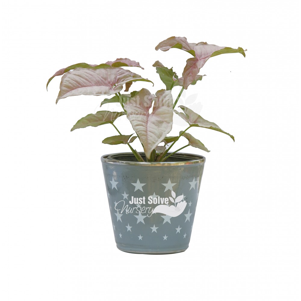 Syngonium ( Pink ) - Plant