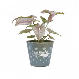 Syngonium ( Pink ) - Plant