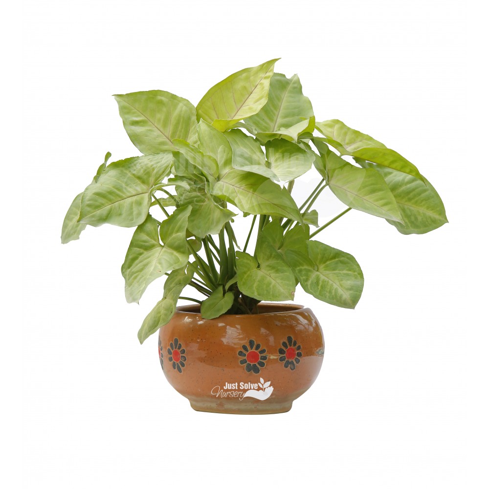Syngonium Green - Plant