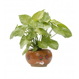 Syngonium Green - Plant